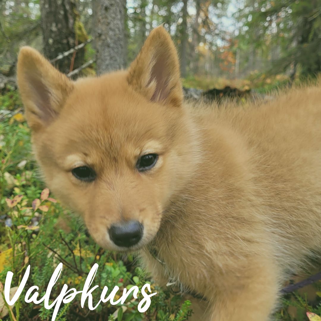 Valpkurs
